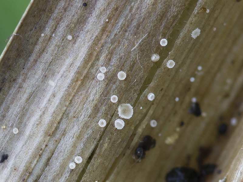 Cistella graminicola